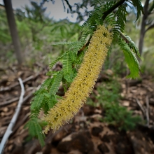 Kiawe Tree Blossom
