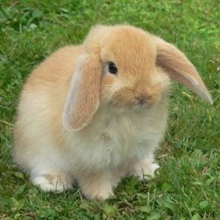 Rebecca's bunny named Floppy.