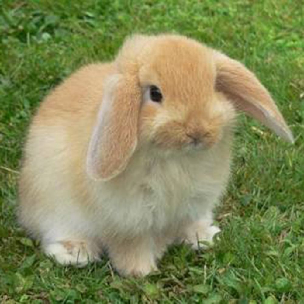 Rebecca's bunny named Floppy.