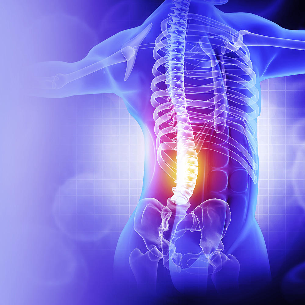 Illustration of back and nervous system